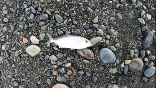 ショゴの釣果