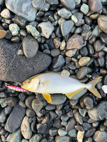 ショゴの釣果