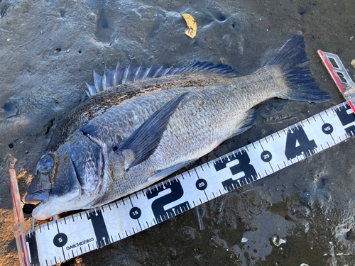 クロダイの釣果