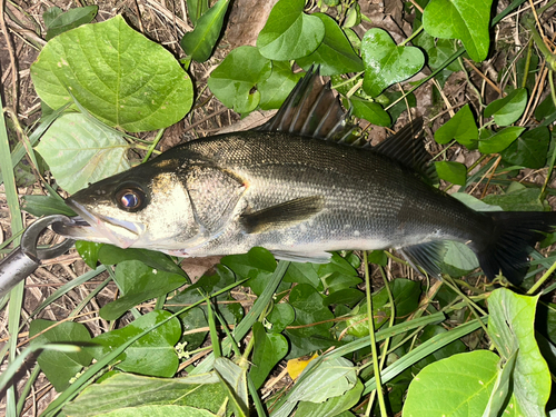 フッコ（マルスズキ）の釣果