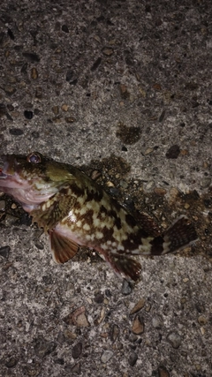 カサゴの釣果