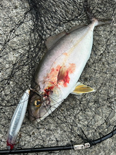 ショゴの釣果