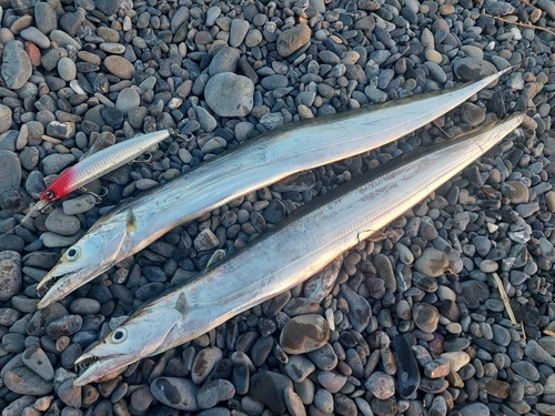 タチウオの釣果