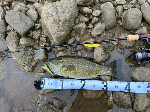 スモールマウスバスの釣果