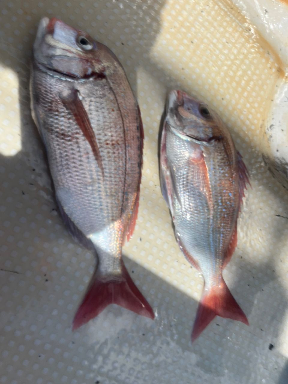 釣猿 海太郎さんの釣果 3枚目の画像