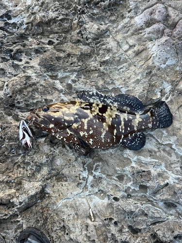 マダラハタの釣果