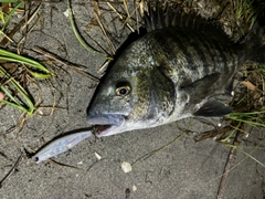 チヌの釣果