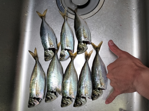 アジの釣果