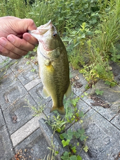 ラージマウスバスの釣果