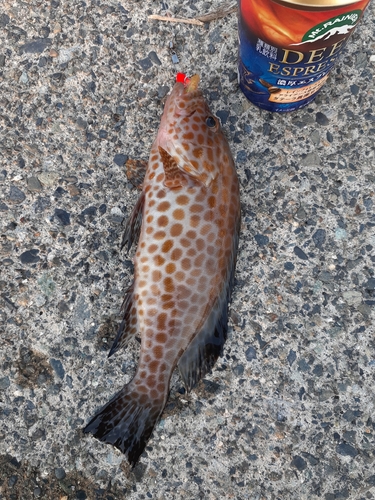 オオモンハタの釣果