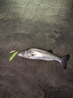 セイゴ（ヒラスズキ）の釣果