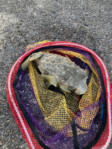 イシガキフグの釣果