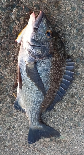 クロダイの釣果