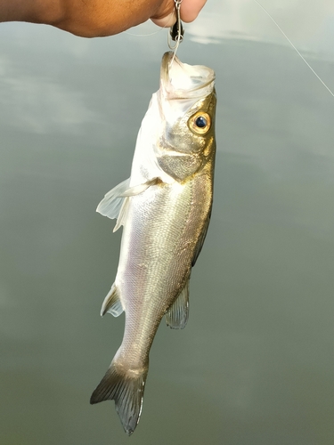 セイゴ（マルスズキ）の釣果