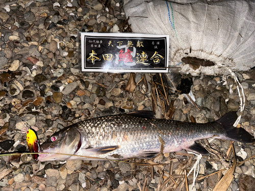 ニゴイの釣果