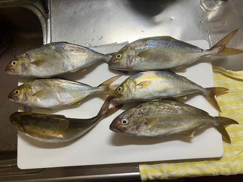 ショゴの釣果