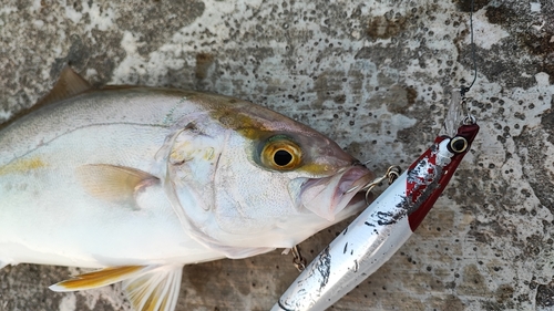 ショゴの釣果