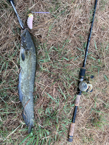 ナマズの釣果