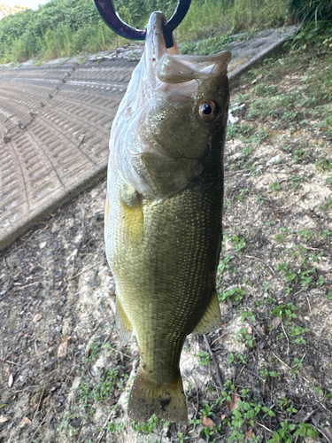 ラージマウスバスの釣果