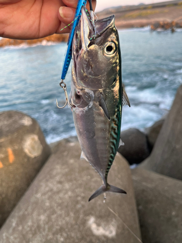 スマカツオの釣果