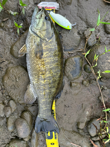 スモールマウスバスの釣果