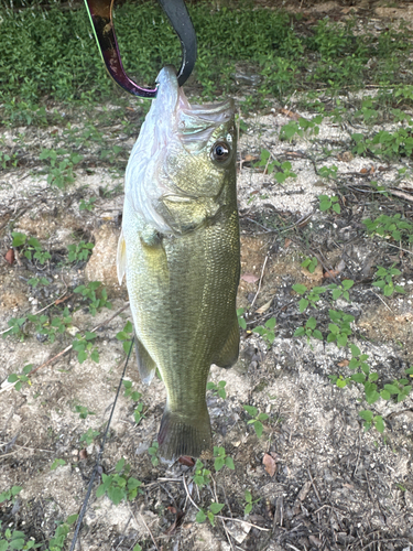 ラージマウスバスの釣果