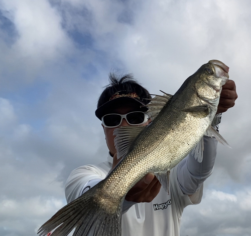 ハネ（マルスズキ）の釣果