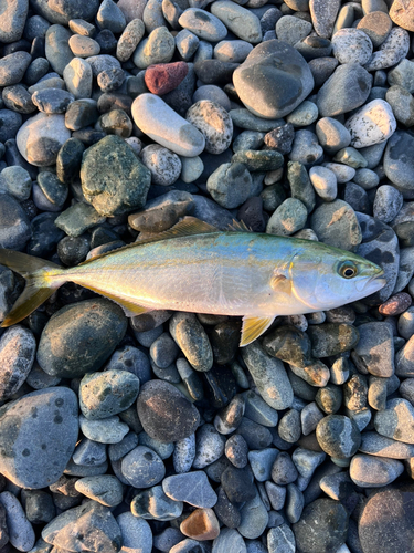 ワカシの釣果