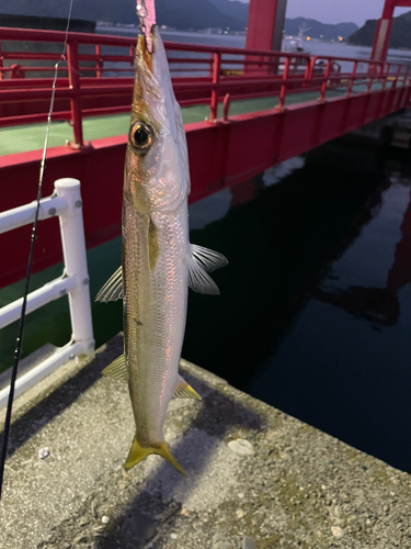 カマスの釣果