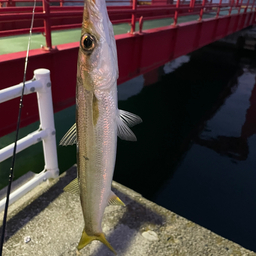 カマス