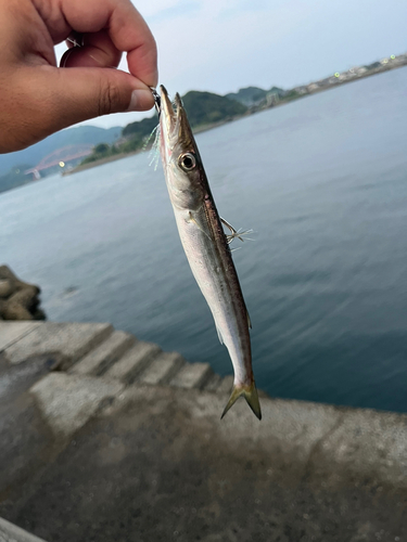 カマスの釣果