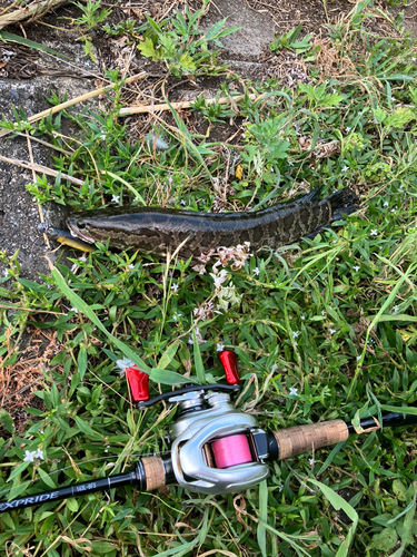 ライギョの釣果