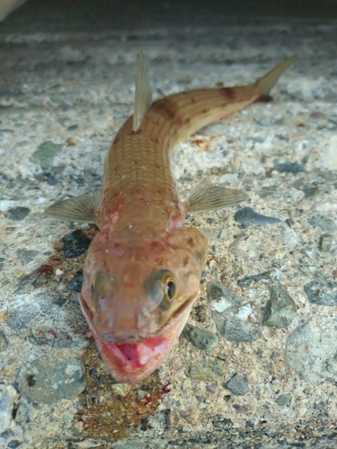 エソの釣果