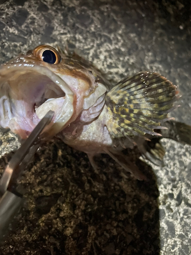 ソイの釣果