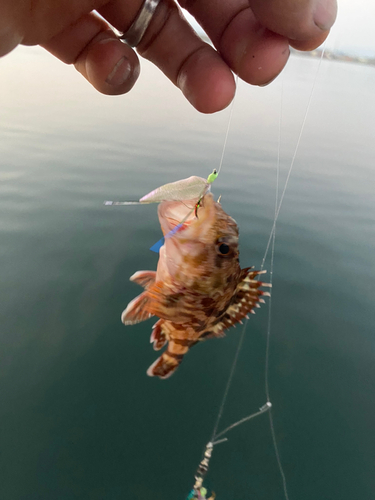 ガシラの釣果