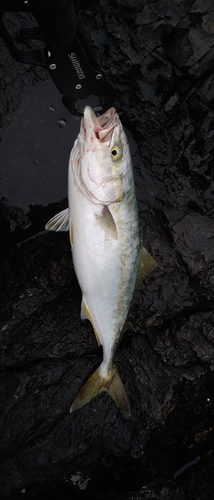 イナダの釣果