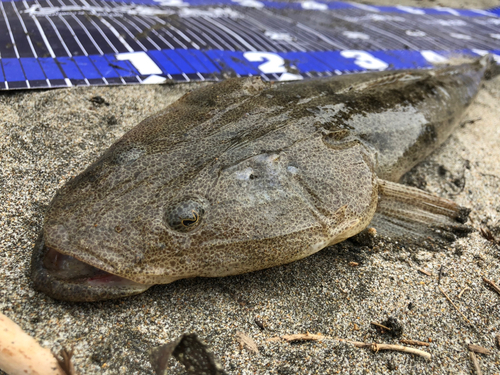 マゴチの釣果