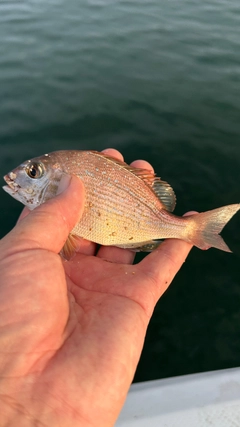 チャリコの釣果