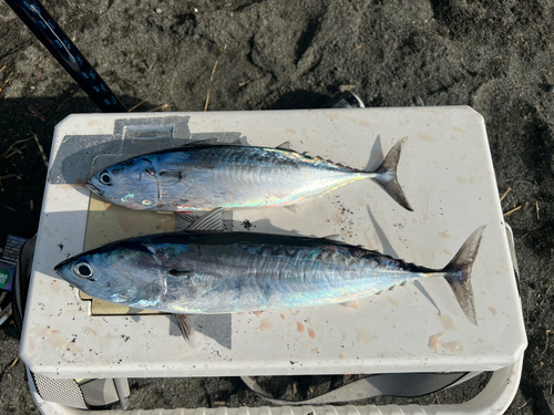 ヒラソウダの釣果