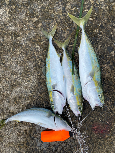 イナダの釣果