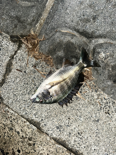 クロダイの釣果