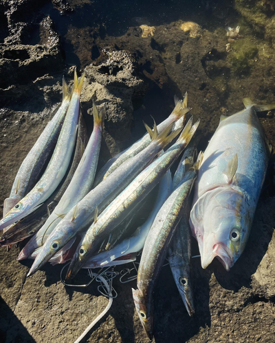 カマスの釣果