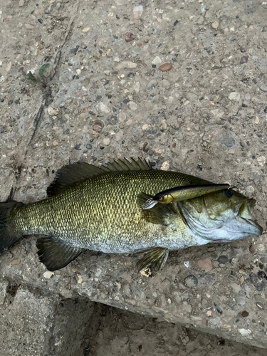 スモールマウスバスの釣果