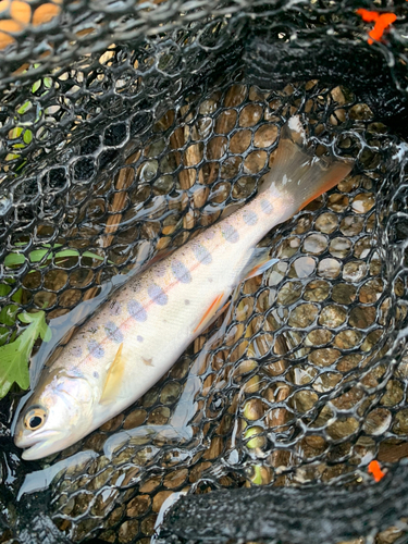 ヤマメの釣果