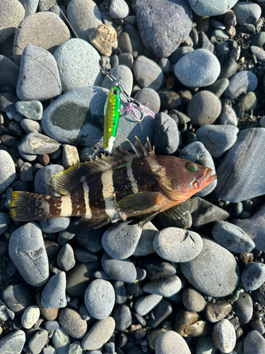 アオハタの釣果