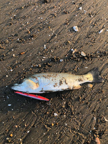 セイゴ（マルスズキ）の釣果