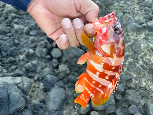 アカハタの釣果