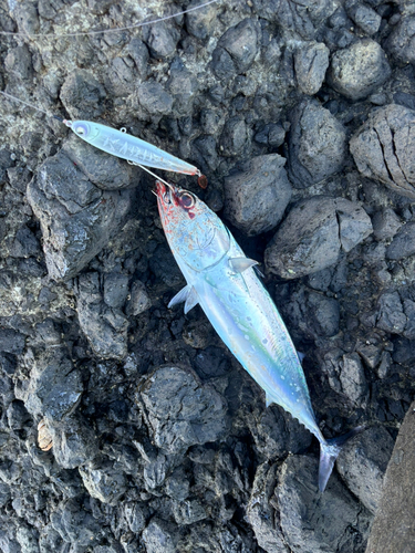 ソウダガツオの釣果