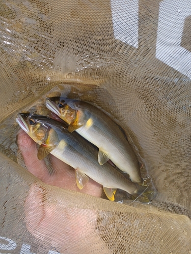 アユの釣果