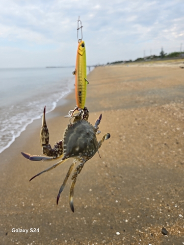 アカエイの釣果